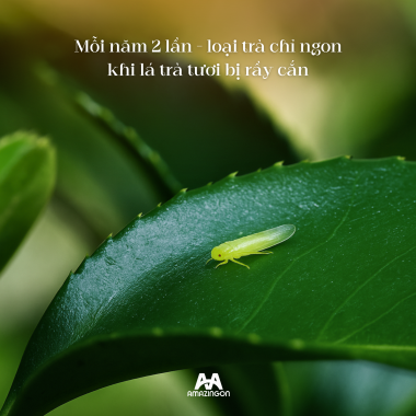 TRÀ ĐẶC SẢN - HỒNG TRÀ KIM TUYÊN AMAZINGON