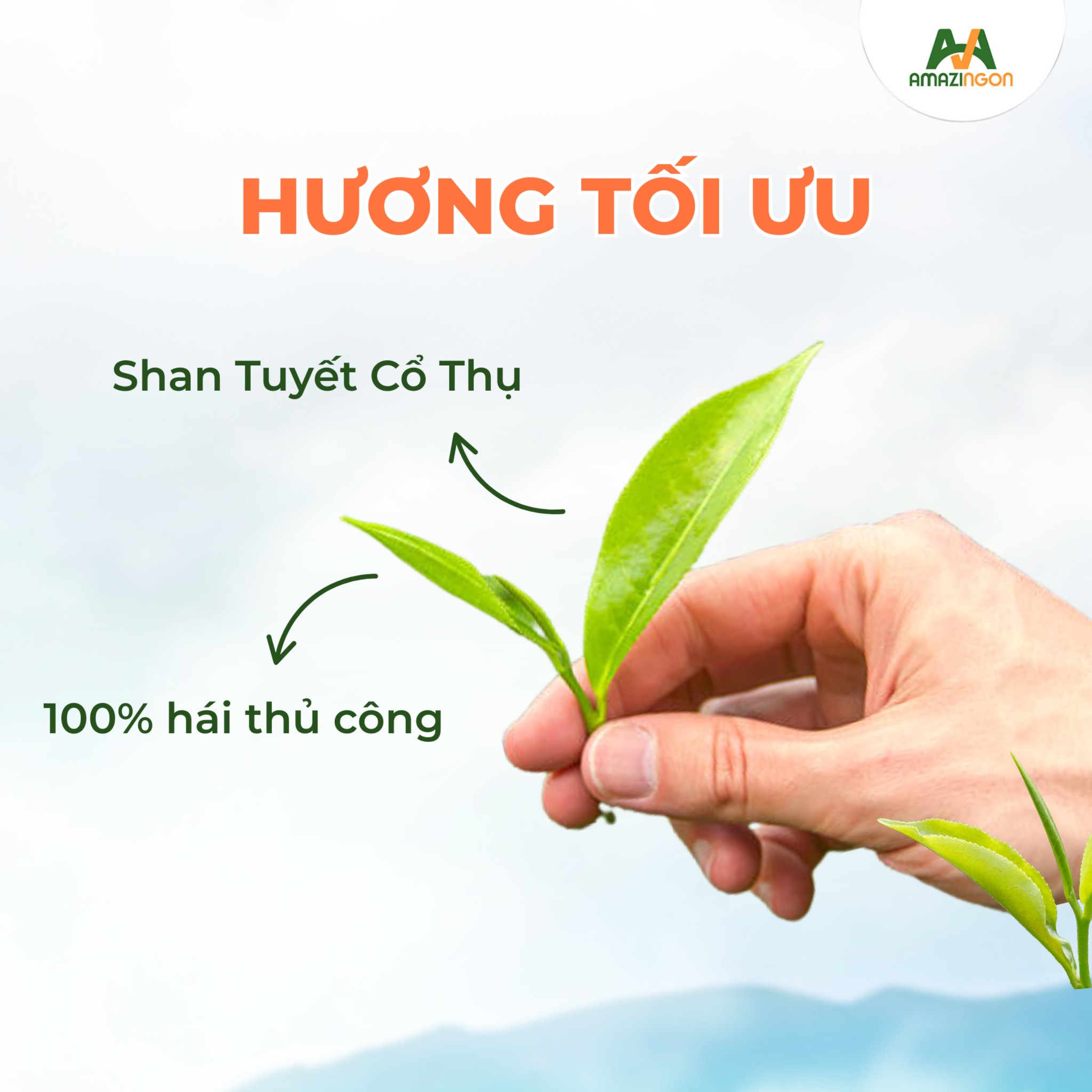 Đen Lá Đậm Vị Là Gì? Cách Lựa Chọn Và Bảo Quản Trà Đen Cho Quán