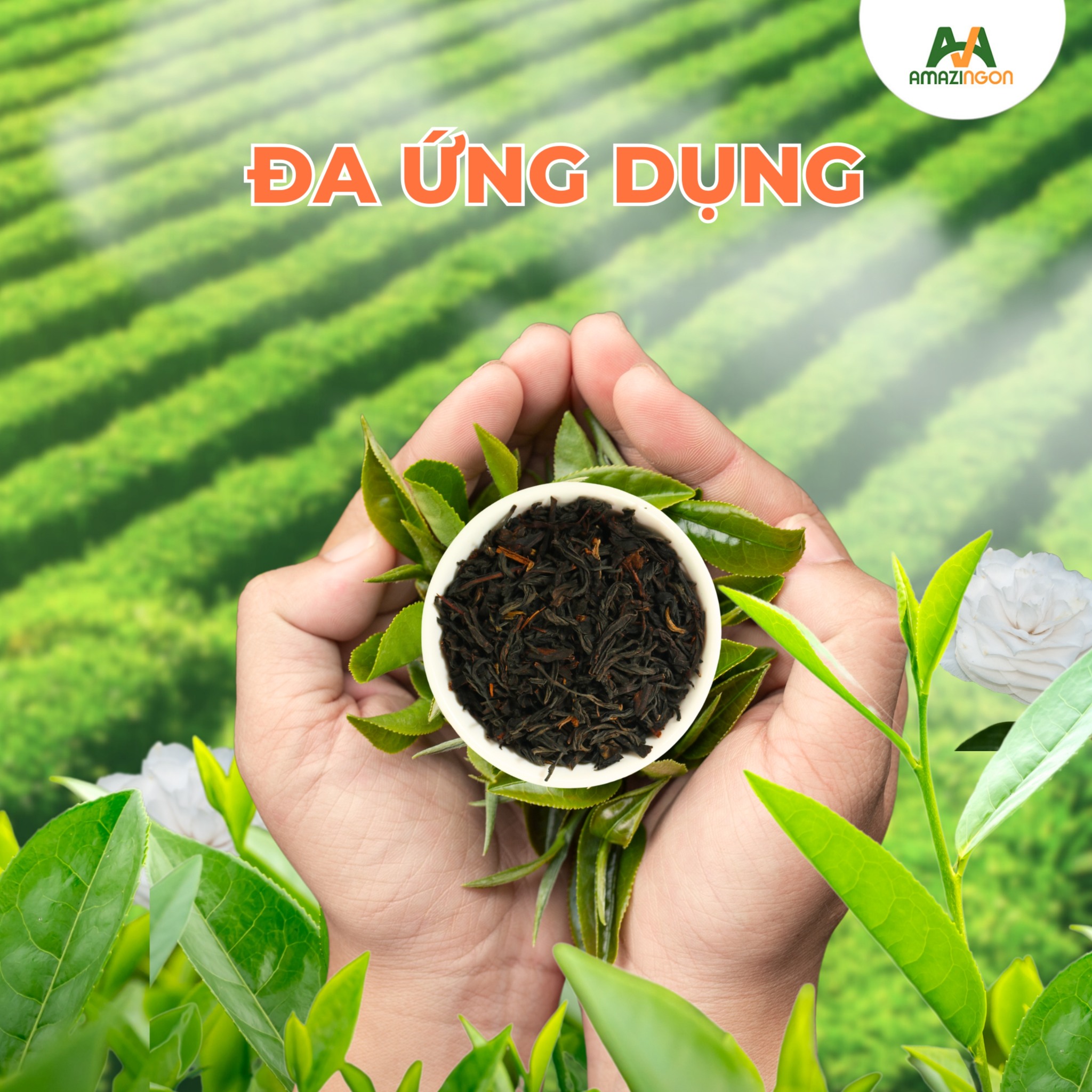Đen Lá Đậm Vị Là Gì? Cách Lựa Chọn Và Bảo Quản Trà Đen Cho Quán