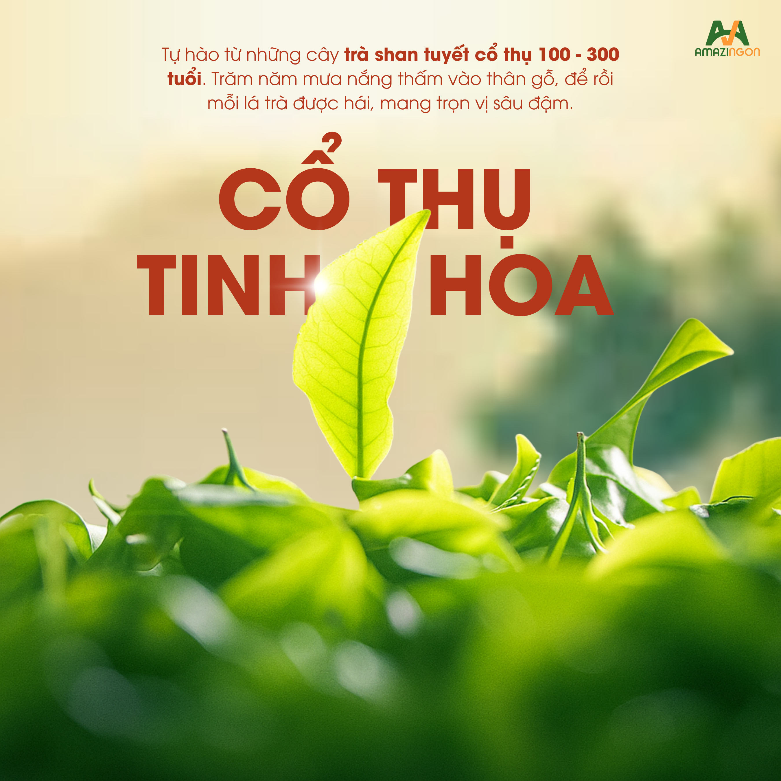 Trà đặc sản Bạch Trà Mẫu Đơn AMAZINGON